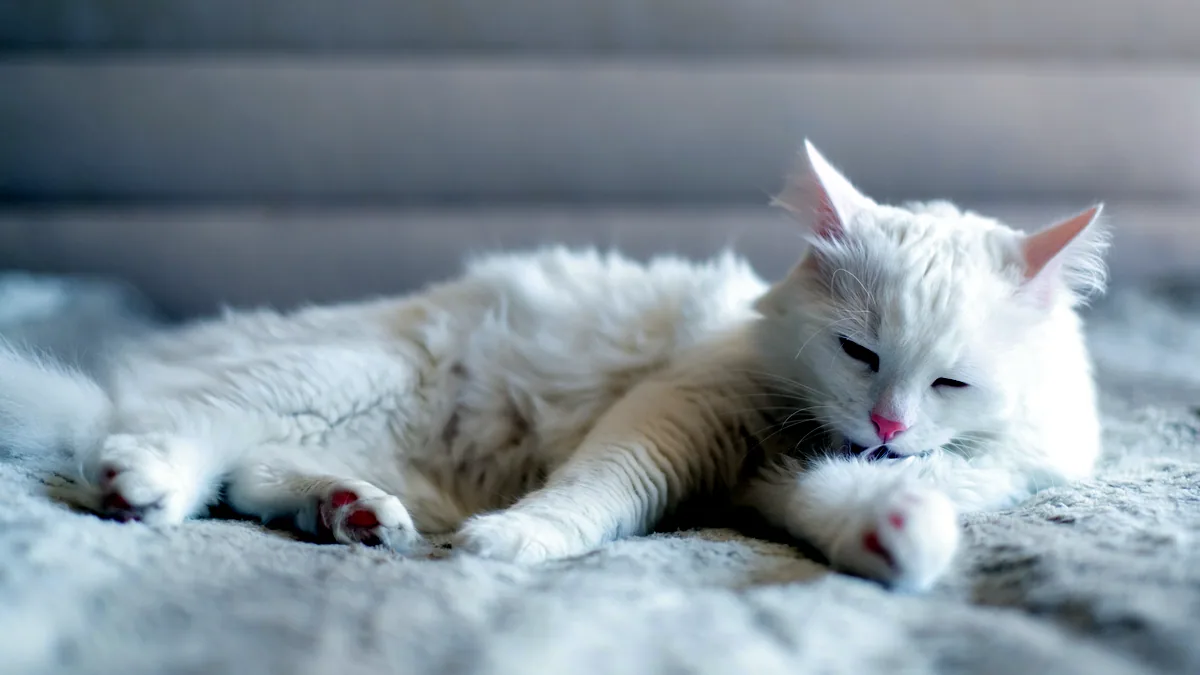 Fine white angora fur with a deep halo of down, soft and cloud like.